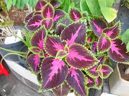 Kumis kucing merupakan tanaman obat berupa tumbuhan berbatang basah yang tegak. 40 Tanaman Obat Keluarga Dan Khasiatnya Mediatani