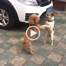 How To Shake Hands Dog Funny Gif Lol Cute Animals Cute Dogs Excited Dog