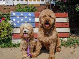 Check spelling or type a new query. Goldendoodle Puppies In North Carolina Nc Top 7 Breeders We Love Doodles