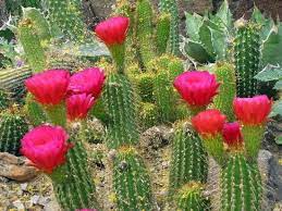 Pin On Desert Blooms