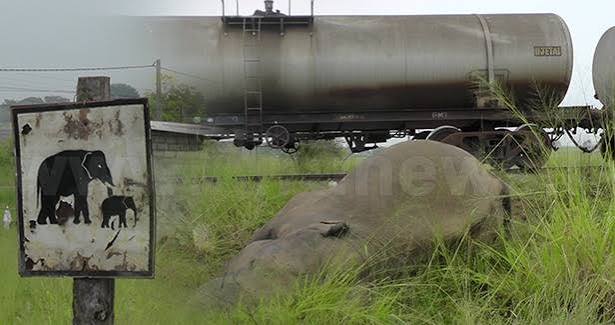 Elephants in heavy field battery frightened by train