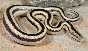 Rosy Boa Beautiful Snakes Reptiles And Amphibians Snake Lovers