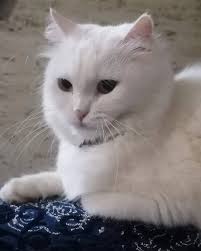 السلام عليكم عندي بسة شارع من اسبوعين تقريبا خلفت برا البيت ومن3 ايام جابت  ولادها قبل مبارح اجتني من برا بتزحف عايديها الي قدام وبتقدرش تحرك الي ورا  وديتها علعيادة حكولي مخبوطة