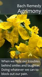 Bach Flower Remedy Agrimony Particularly Indicated For Those Who Supress Their Worries By Over Bach Flower Remedies Flower Remedy Flower Essences Remedies