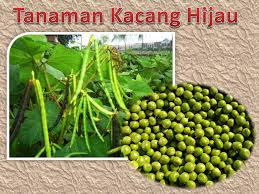 Buatlah sebuah bagan siklus air secara sederhana brainlycoid. Man 4 Bantul Madrasah Aliyah Negeri 4 Bantul