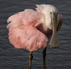 24 880 tykkäystä · 20 puhuu tästä. Roseate Spoonbills Blog The Naturalist S Notebook