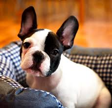 Best Quality French Bulldog Puppies For Sale Singapore February 2022