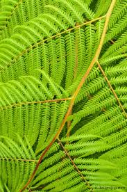 Farn Fern Farne Garten Farn Pflanzen