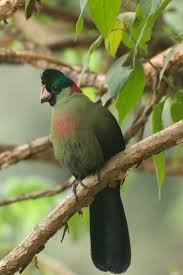 The rwenzori turaco (gallirex johnstoni) is a bird in the family musophagidae.it is native to the albertine rift montane forests. Makario Safaris Awe Inspiring Journeys On Twitter Rwenzori Turaco Sighting By Guide Manzieric Rw Yesterday In Nyungwepark Rwanda Visitrwanda Naturephotography Outdoors Photooftheday Birds Birdsseenin2021 Travel Birdwatching
