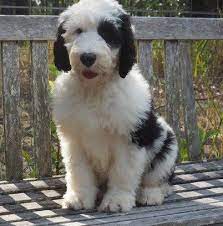 Mini Sheepadoodle Ontario Sheepadoodle Sheepadoodle Puppy Pet Breeds