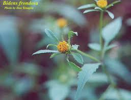 Image result for Bidens flagellata
