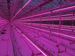 Greenhouse Led Grow Lights Led Grow Lights Grow Lights Greenhouse
