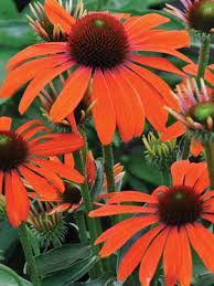 Echinacea Butterfly Julia Bluestone Perennials Flowers Perennials Perennials Blooming Plants