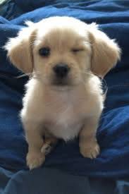 After waiting at least 16 weeks before giving the first bath, you can then proceed to give your puppy one bath every two yes, you can use baby shampoo on puppies. What Should I Wash My Puppy With Dog Bath Tips With Barkforce Cute Little Puppies Cute Animals Baby Animals Pictures