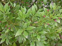 Image result for Phyllocladus