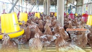 Maybe you would like to learn more about one of these? Ayam Pullet Petelur Ngawi 085293923477 Di Ngawi