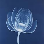 Introduction to Cyanotype - Session 1