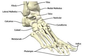 bones in the foot and ankle region medial lateral view of