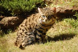 ‪Black Footed Cat Facts | Big Cat Rescue | Wild cats in the wild: Our  mission, their future.‬‏
