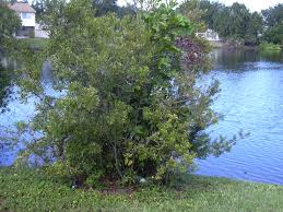 These are the best evergreen and flowering hedge shrubs, bushes and plants that grow or can be maintained at heights between 10 and 15 feet tall. Myrica Cerifera Wikipedia