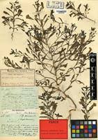 Image result for Anticharis senegalensis