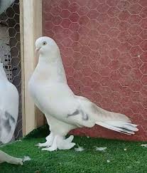 Josefina Coutinho Adli Kullanicinin Guvercin Pidgeon Panosundaki Pin Evcil Hayvanlar Hayvan Hayvanlar