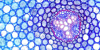 Image result for biology