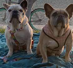 Lady gaga's two french bulldogs were recovered unharmed on friday in los angeles, the police said, two days after thieves stole the dogs and shot a man who was walking them. Lady Gaga S Dogs Were Found Safe After Armed Robbery