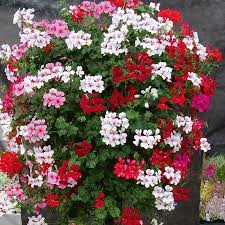 Geranium Flowers Perennials Flower Seeds Geraniums
