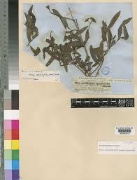 Image result for Nuxia oppositifolia