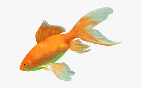 Maybe you would like to learn more about one of these? Goldfish Fish Gold Water Cichlid Animal Fauna Ikan Hias Air Tawar Terindah Hd Png Download Transparent Png Image Pngitem