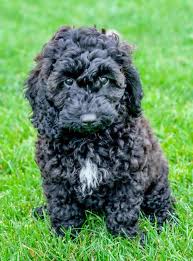 Welcome to the minnesota breeders page of mini teddy bear puppies! Your Ultimate Guide To Teddy Bear Dogs K9 Web
