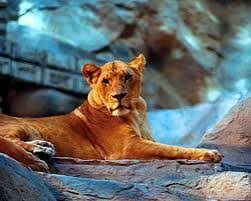 The mgm grand in las vegas has a lion habitat inside the resort, where lions that actually live on a ranch 12 miles away take turns being on display for a few hours. Mgm Grand Lion Habitat Las Vegas Ticket Price Timings Address Triphobo