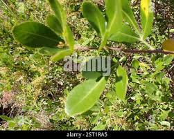 Image result for Searsia lucida