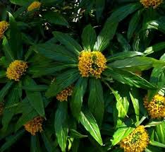 Image result for Lysimachia djalonis