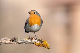 Robin Red Breast Bird Facts | Erithacus rubecula