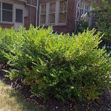 Evergreen marine, a taiwanese cargo and freight business, has many, many ships. How To Prune And Trim Bushes And Shrubs Lowe S