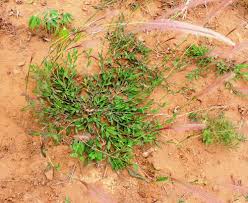 Image result for Perotis patens