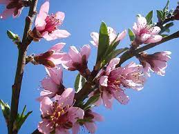 Rochester peach tree produces pink flowers in the. Elberta Peach Tree For Sale Online The Tree Center