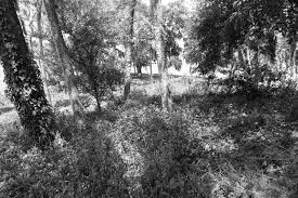 Model railroad historical forest city railway schedule map railway old things olds bike ride. Temple Mound At Safety Harbor Florida Diamondlegacyamerica Org