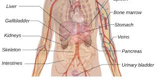 Roof, floor, anterior wall and posterior wall forms the boundary of the abdomen. Male Abdomen Anatomy Anatomy Drawing Diagram