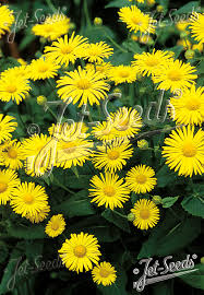 Image result for Dopatrium dortmanna