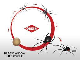 What do they look like? Black Widow Spider Life Cycle Black Widow Facts Orkin