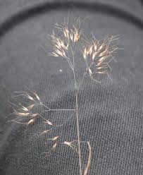 Image result for Pentameris