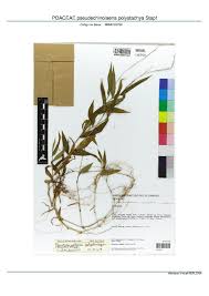 Image result for Pseudechinolaena polystachya