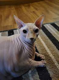 BUZZ & RINGO are 7 year old bonded brothers in URGENT need of a FOREVER  home! These boys are purebred cream/pink Sphynx cats. When the pair came to  our rescue in May