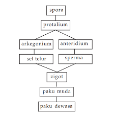 Tanaman lumut di dalam siklus hidupnya akan mengalami beberapa kali pergiliran keturunan atau metagenesis, dan metagenesis lumut berlangsung di antara fase haploid (gametofit) dan fase diploid (sporofit). Belajar Asik Dan Kreatif Mengenal Tumbuhan Paku Pteridophyta