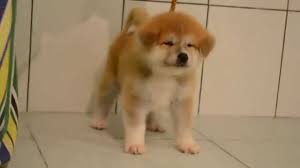 Find akita puppies for sale near me. Japanese Akita Inu Puppies Youtube