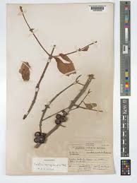 Image result for Feretia