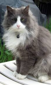 How to keep rodents out of a garden eliminate any harbourage points around buildings and sheds. 8 Natural Ways To Keep Cats Out Of Your Garden Brown Thumb Mama